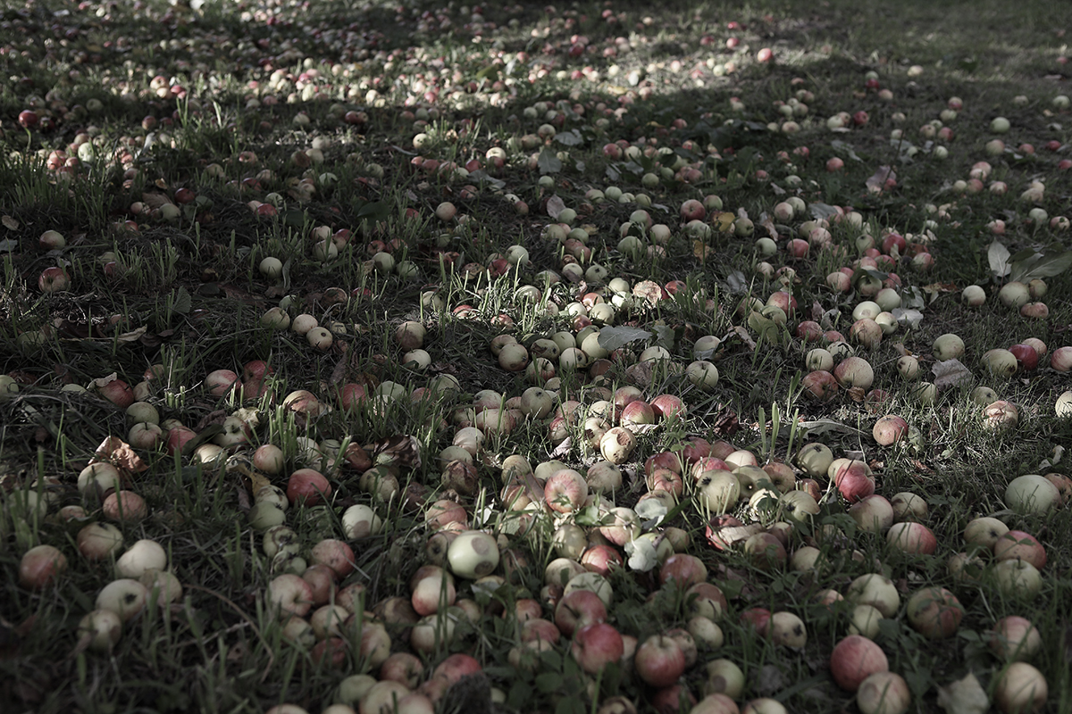 Урожай яблок