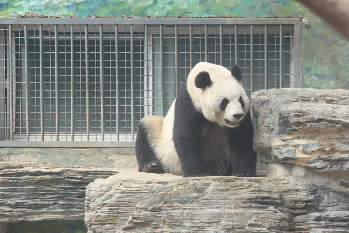 Панда зоопарк Пекина