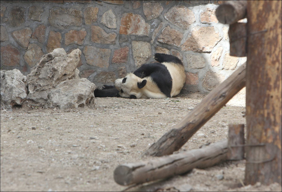 Панда зоопарк Пекина