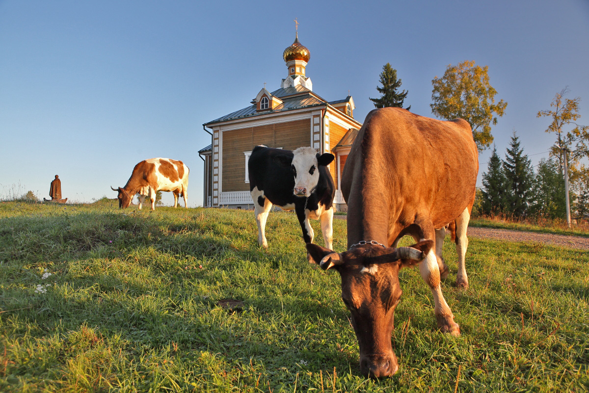 Стадо коров Никольская церковь